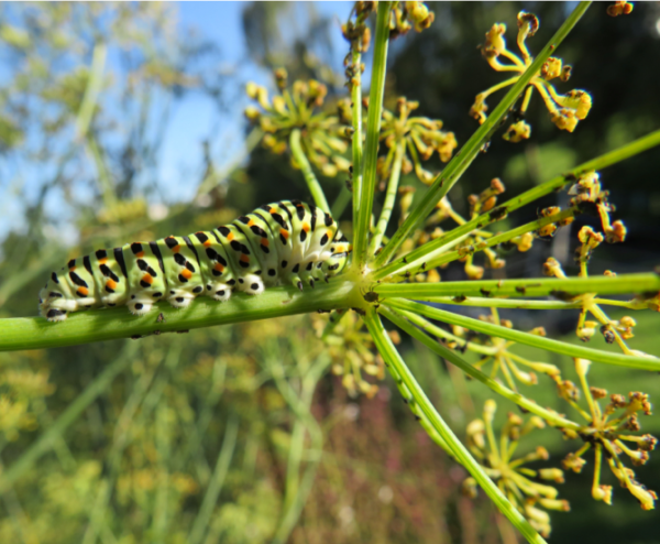 raupe des schwalbenschwanzes